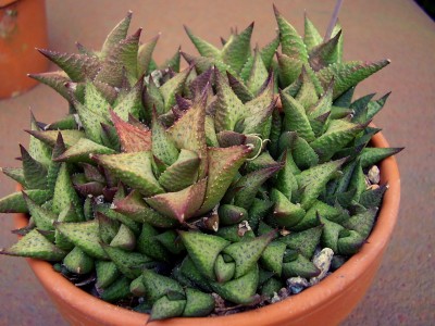 Haworthia venosa ssp. tesselata (4).JPG