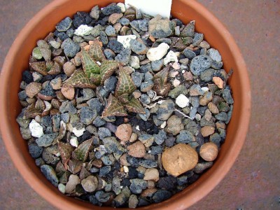 Haworthia venosa ssp. tesselata.JPG