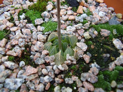 Haworthia cooperi (3).JPG