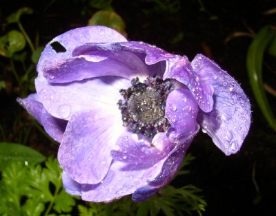 P1010013_01.jpg
