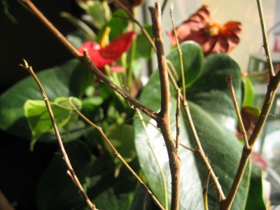 Ficus Benjamin Krankheit? · Pflanzenkrankheiten & Schädlinge · GREEN24