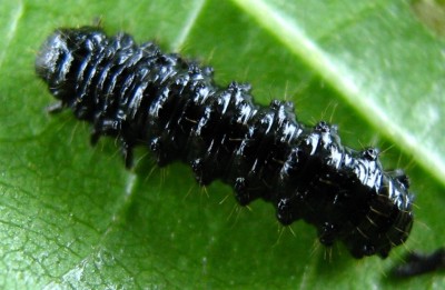 1540a Erlenblattkäfer.jpg