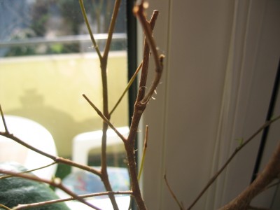 Ficus Benjamin Krankheit? · Pflanzenkrankheiten & Schädlinge · GREEN24