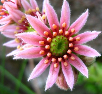 1533a Sempervivum.jpg