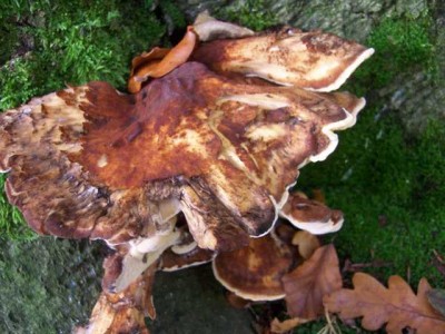 Pilz.JPG