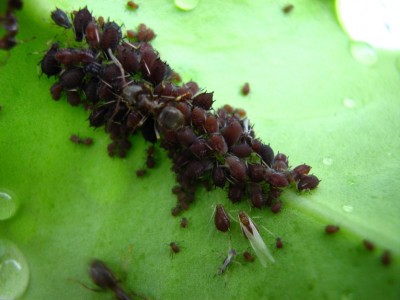 IMG_1523 Ameisen Läuse.jpg