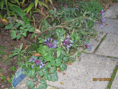 NW3 2009_3259.jpg