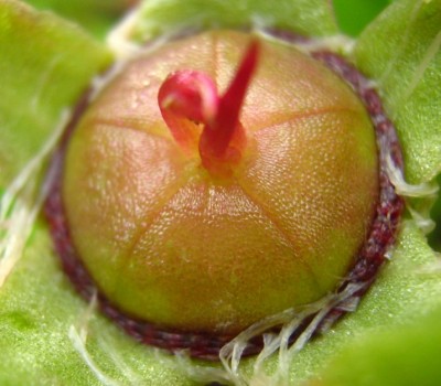 1491a Mittagsblume.jpg