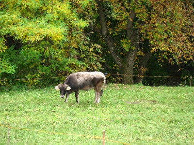 wehrburg oktober 2008 021.JPG
