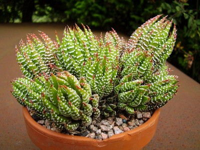 Haworthia reinwardtii.JPG