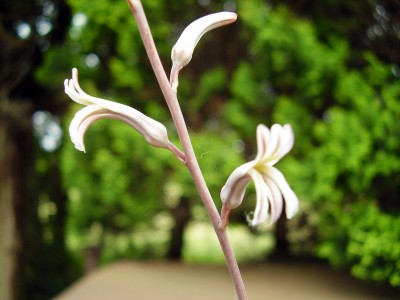 Haworthia reinwardtii (3).JPG