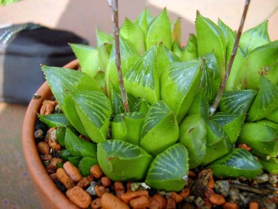 Haworthia nitida (3).JPG