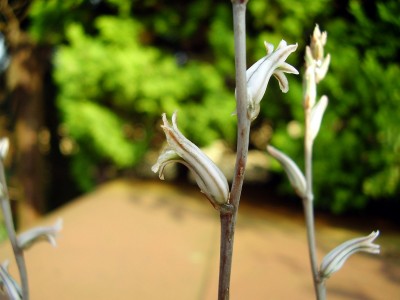 Haworthia nitida (4).JPG