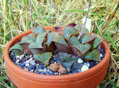Haworthia magnifica.JPG