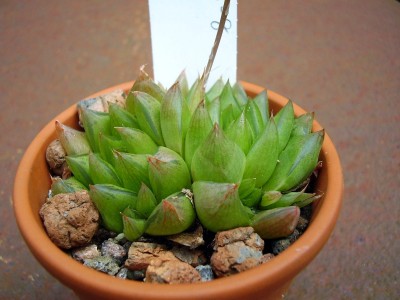 Haworthia cymbiformis.JPG