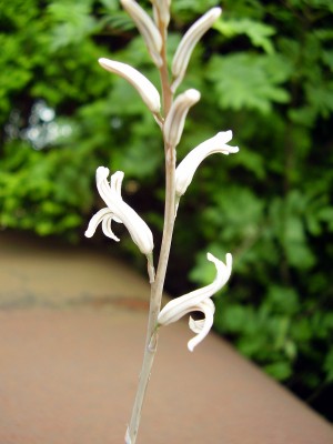 Haworthia cymbiformis (2).JPG