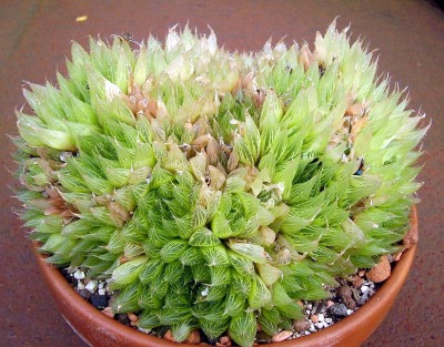 Haworthia (3).JPG