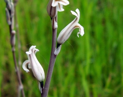 Haworthia (2).JPG