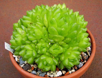 Haworthia reticulata (3).JPG