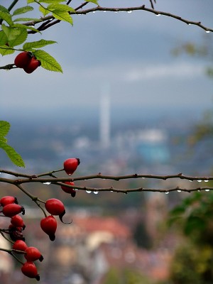 blick vom garten aus.jpg
