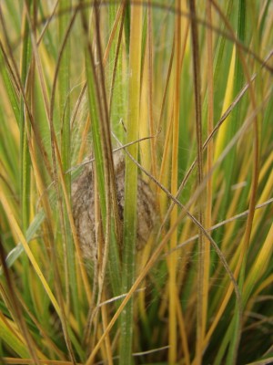 pennisetum mit überwinterndem wespenspinnenkokon.jpg