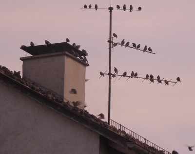 31.10.2009 morgenspektakel.jpg