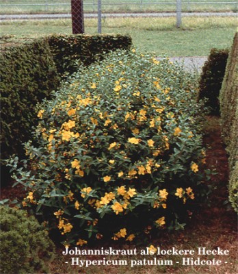 Johanniskraut.jpg