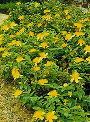hypericum_calicinum.jpg