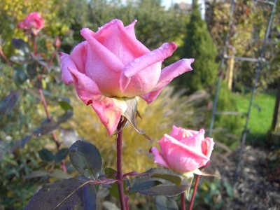 Rose.jpg