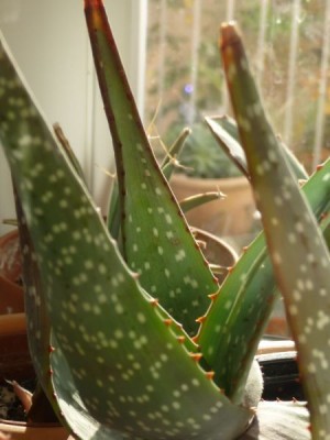 P1010870_450_600b.jpg