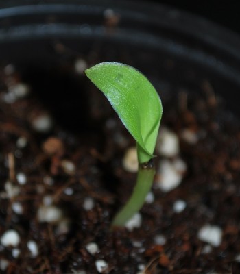 musa_velutina_nov_2009.jpg