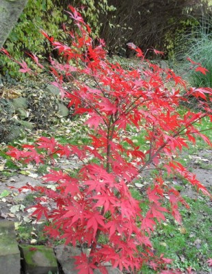 SDC11389_Bildgröße ändern.JPG