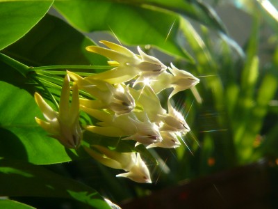 multiflora 31.10.09.jpg