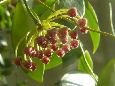 Hoya gracilis 4.jpg