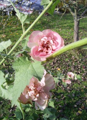 Kopie von PIC_0319.JPG
