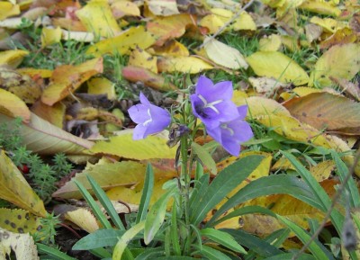 Kopie von PIC_0321.JPG