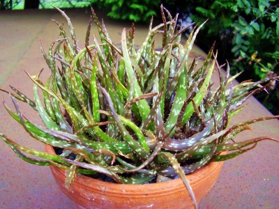 Aloe bakeri.JPG
