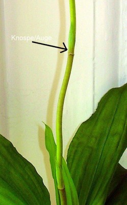 Eulophia guineensis (2).JPG