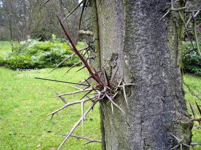 Gleditsia triacanthos.JPG
