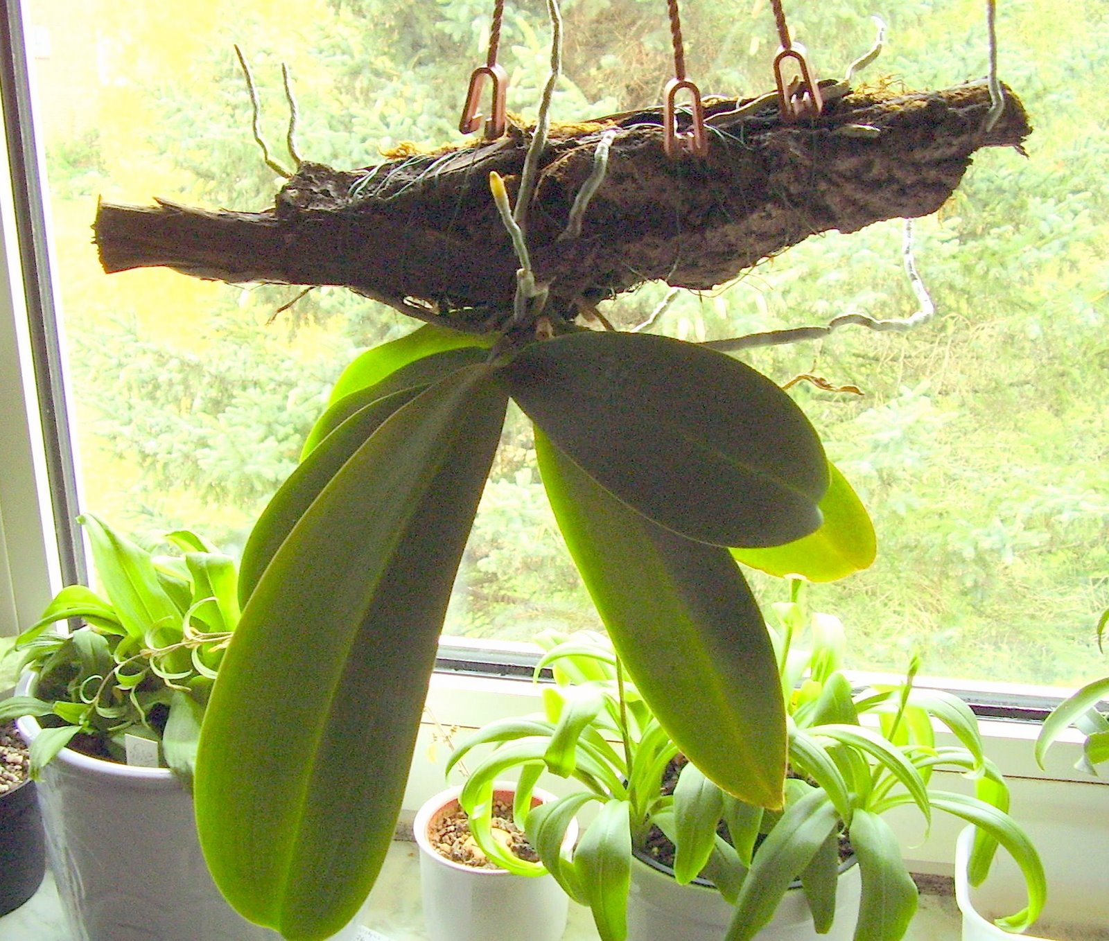 Ein Phalaenopsis-Sandwich · Pflanzen & Botanik · GREEN24 Pflanzen & Garten  Forum