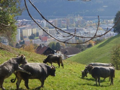 Grauviehherde über den Dächern Innsbrucks1.jpg