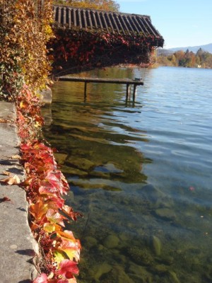Parthenocissus Veitchii am Zürichsee1.jpg