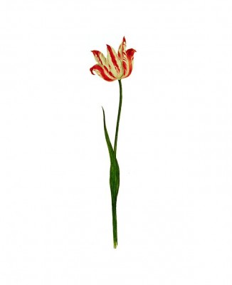 1916-tulpen.jpg