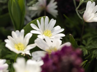 1915-anemone.jpg