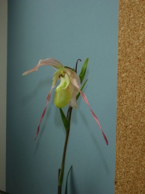 Phragmipedium pearcei1.jpg