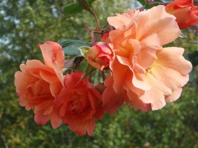 Rose Westerland1.jpg
