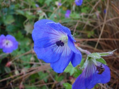 Geranium1.jpg