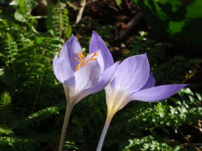 Crocus speciosus1.jpg