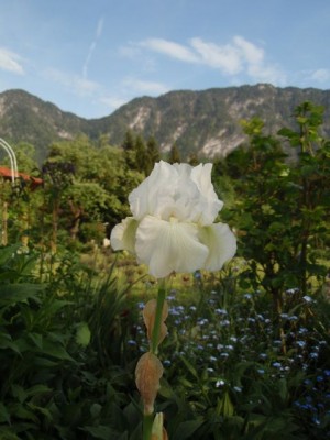 Iris barbata Bianca und unser Hausberg1.jpg