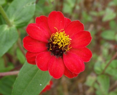 Zinnia peruviana221.jpg
